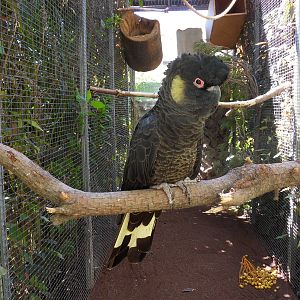 Calyptorhynchus funereus