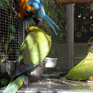 Ara caninde and Ara rubrogenys