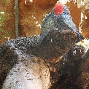 Gang-Gang Cockatoos