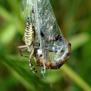 Argiope bruennichi