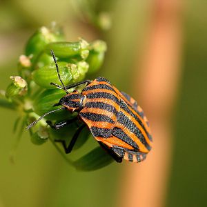 Graphosoma lineatum