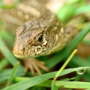 Lacerta agilis