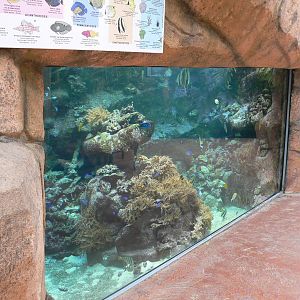Australian greenhouse -  large marine aquarium