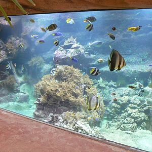 Australian greenhouse -  large marine aquarium