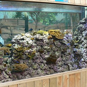 Australian greenhouse -  Coral aquarium
