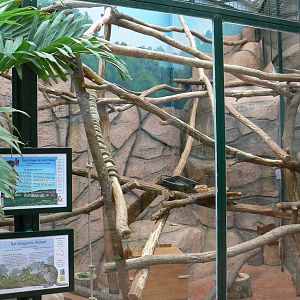 Australian greenhouse - Second goodfellow's tree kangaroo enclosure