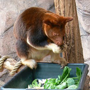 Australian greenhouse - Goodfellow's tree kangaroo