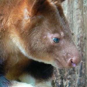 Australian greenhouse - Goodfellow's tree kangaroo