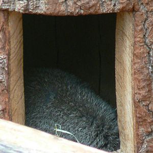 Australian greenhouse - A part of a brush-tailed bettong