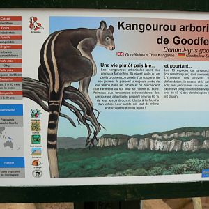 Australian greenhouse - Goodfellow's tree kangaroo signage