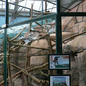 Australian greenhouse - First goodefellow's tree kangaroo enclosure