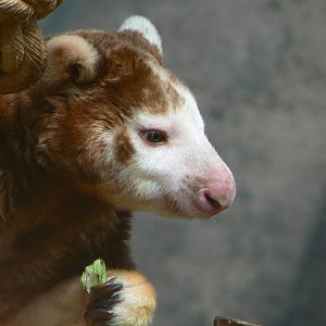 Australian greenhouse - Matschie's tree kangaroo