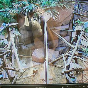 Australian greenhouse - Tv screen for matschie's tree kangaroos enclosures
