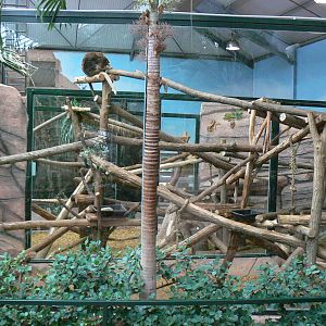 Australian greenhouse - Matschie's tree kangaroos enclosures