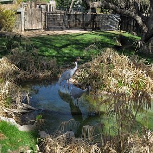 saurus crane exhibit