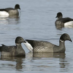 Russian brent geese