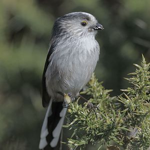 Long-tailed tit with lichens for nest building