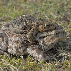 Common toads, heading for the pond