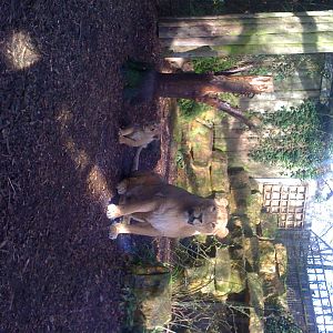 Bristol Asiatic Lion cubs.
