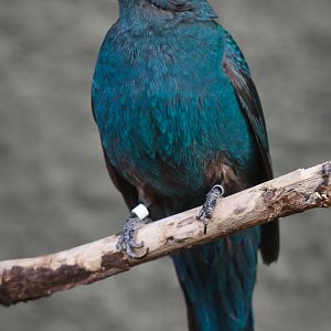 Female Fairy Bluebird - 09/03/2011