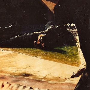 San Diego Zoo 1980's