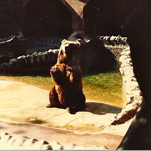 San Diego Zoo 1980's