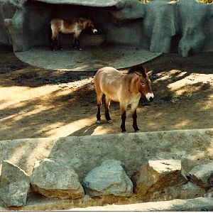 San Diego Zoo 1980's
