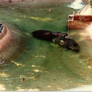 San Diego Zoo 1980's