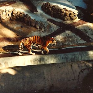 San Diego Zoo 1980's