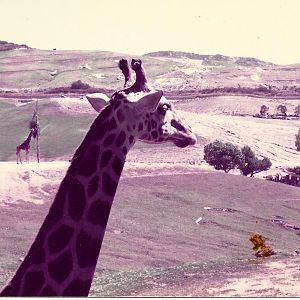 San Diego Wild Animal Park 1980's