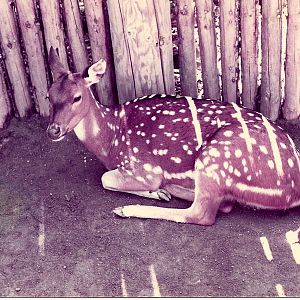San Diego Wild Animal Park 1980's