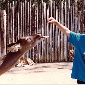 San Diego Wild Animal Park 1980's