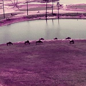 San Diego Wild Animal Park 1980's