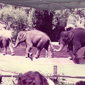 San Diego Wild Animal Park 1980's