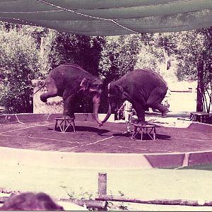 San Diego Wild Animal Park 1980's