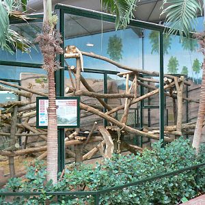 Australian greenhouse -  Matschie's tree kangaroo enclosure