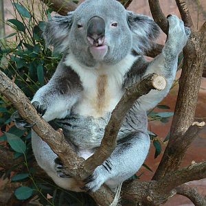 Australian greenhouse - Koala