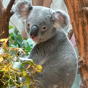 Australian greenhouse - Koala