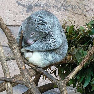 Australian greenhouse - Koala
