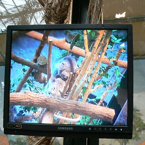 Australian greenhouse - Tv screen for koala enclosure