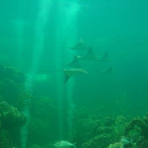 Tropical Reef Aquarium