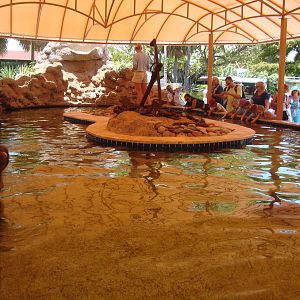 Stingray Exhibit
