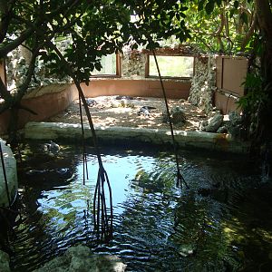 Baby Alligator Exhibit