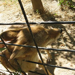 Coyote