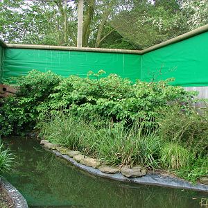 Geoffroy's marmosets island