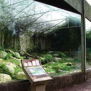 Persian leopards exhibit