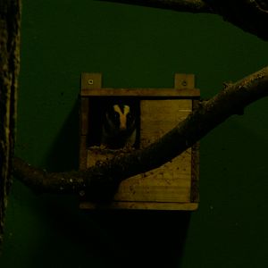 Common striped possum