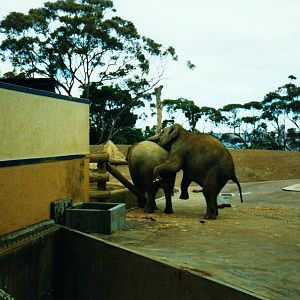 Old Taronga Zoo Photo July 1989 - Asian Elephants (piggybacking?)