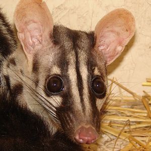 Owston's Palm Civet (Chrotogale owstoni)