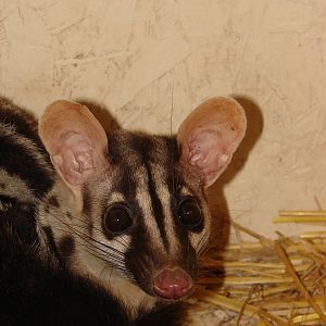 Owston's Palm Civet (Chrotogale owstoni)